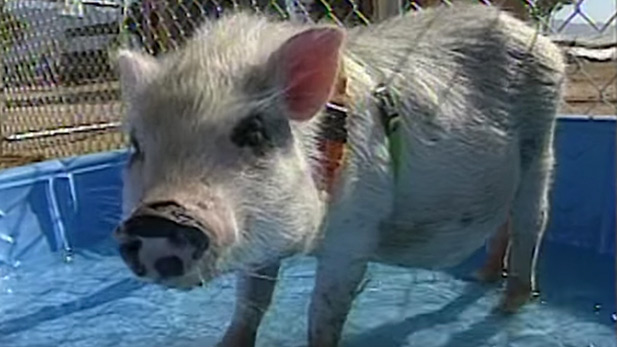 From the Vault: Hamlet the Pig 2000